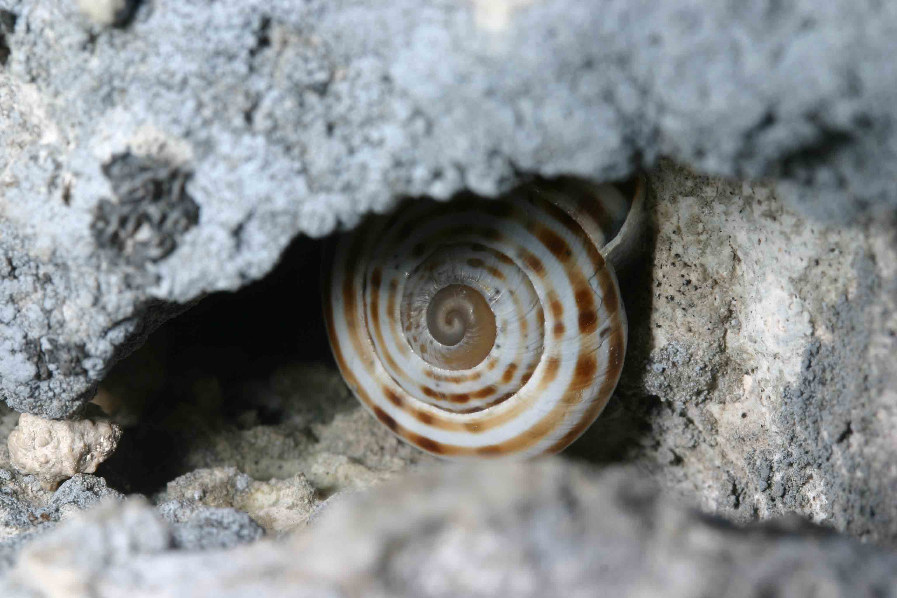 Marmorana (Ambigua) signata  delle Gole del Sagittario